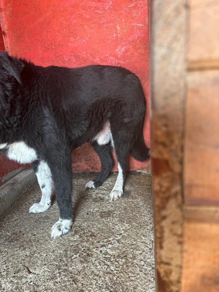 Karlchen, male senior Mixed Breed for adoption at Hope for Future e.V.