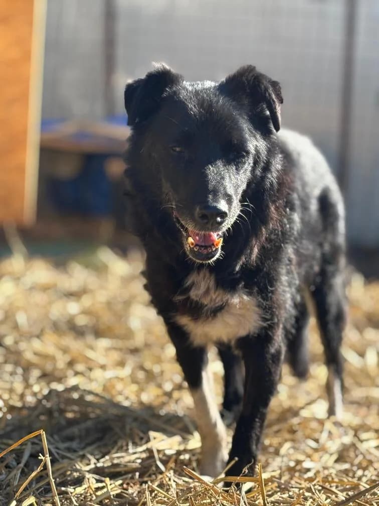 Kasimir, male senior Mixed Breed for adoption at Hope for Future e.V.