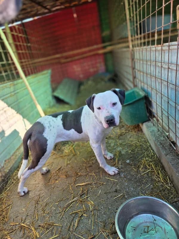 Kim, female 5yo Mixed Breed for adoption at Hope for Future e.V.