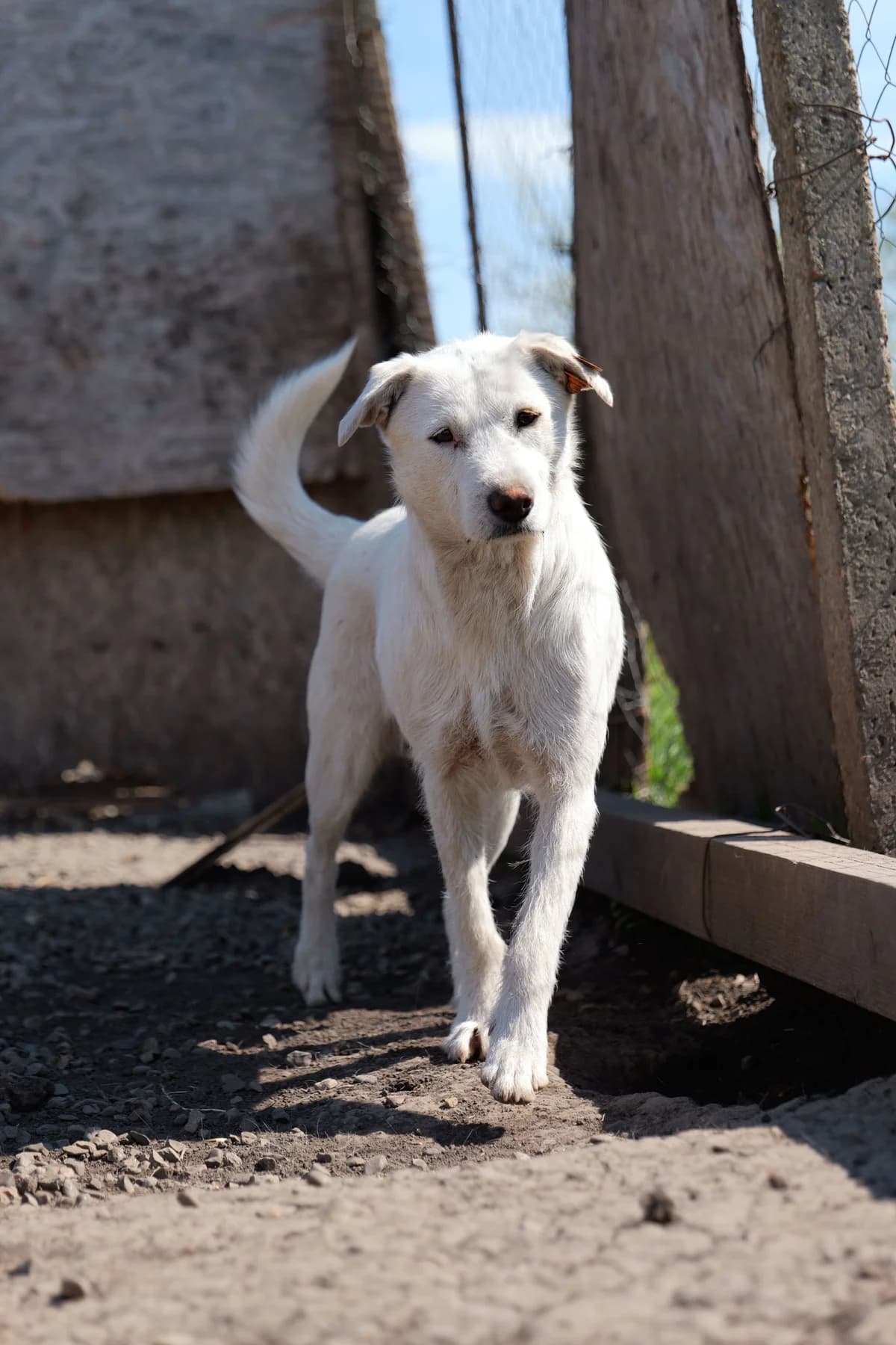 Kira*ca. 2022, ca. 50 cm, female 4yo Mixed Breed for adoption at Hope for Future e.V.