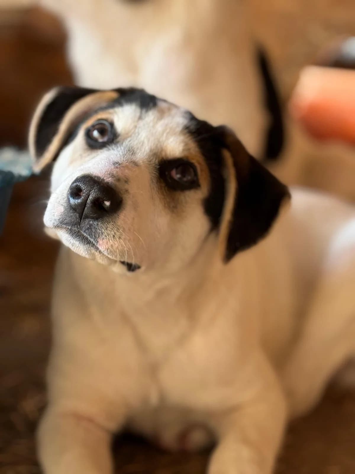 Kobi, male puppy Mixed Breed for adoption at Hope for Future e.V.