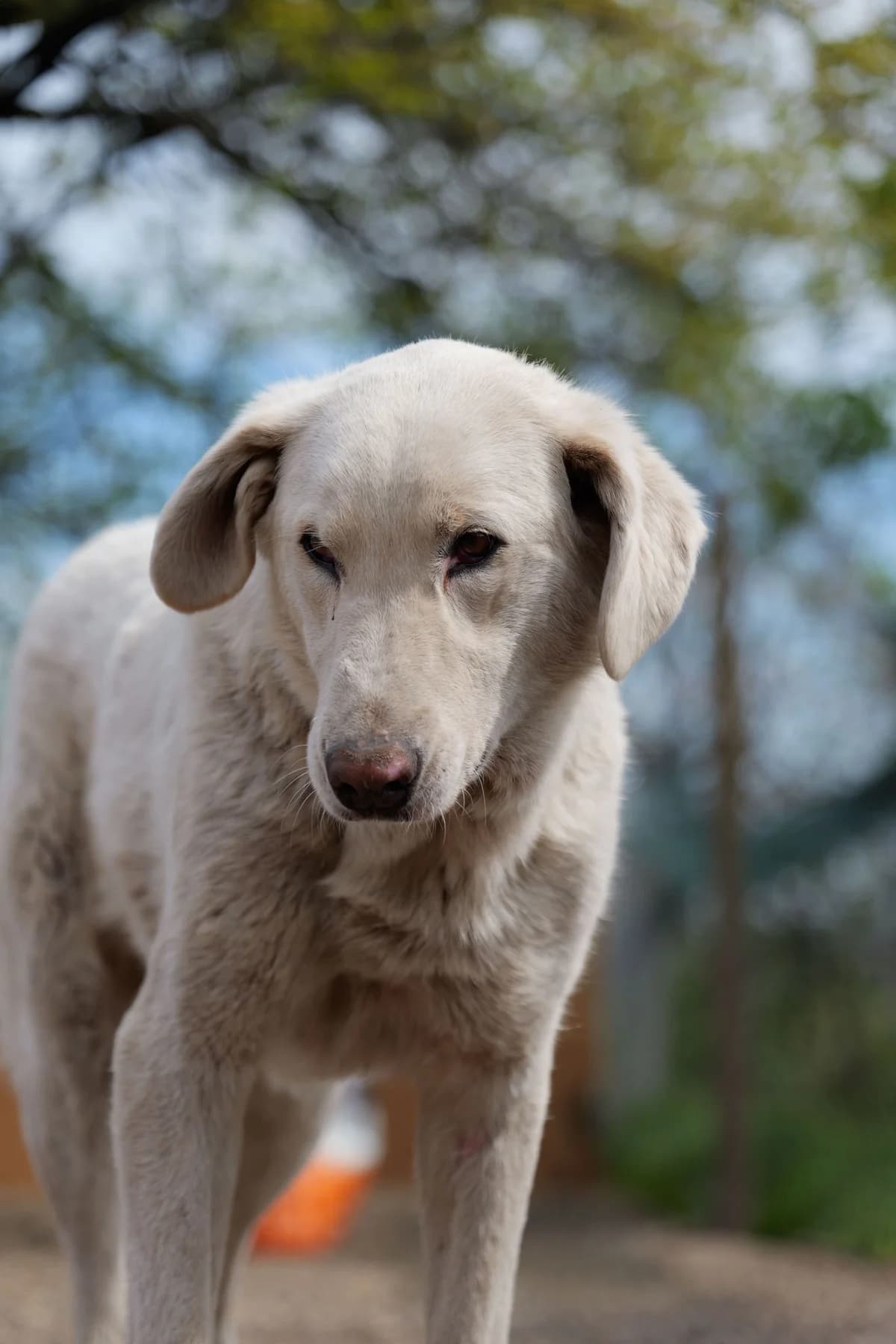 Kurkuma, female young Mixed Breed for adoption at Hope for Future e.V.