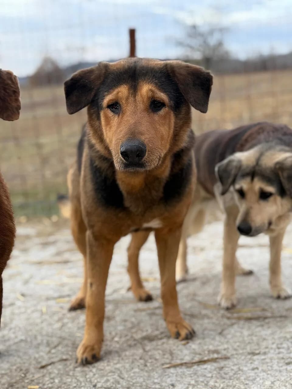 Kyrill, male senior Mixed Breed for adoption at Hope for Future e.V.