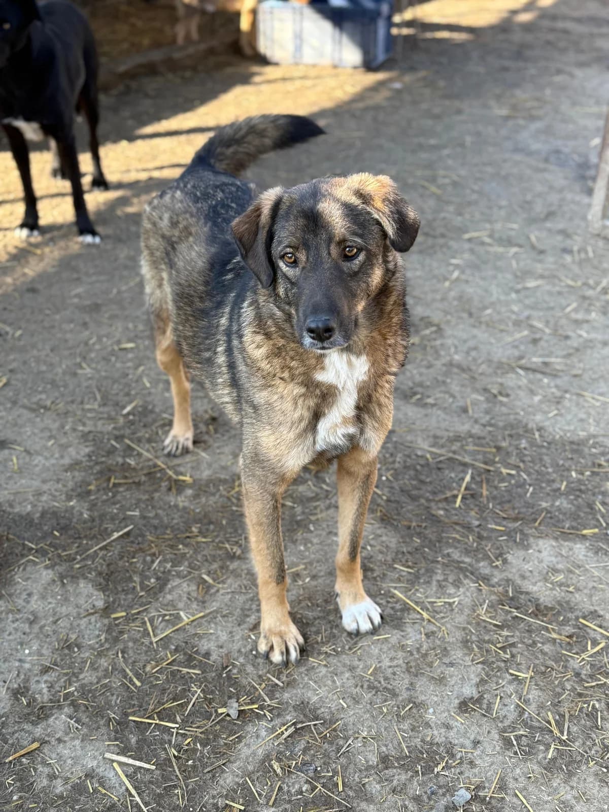 Lady, female 4yo Mixed Breed for adoption at Hope for Future e.V.