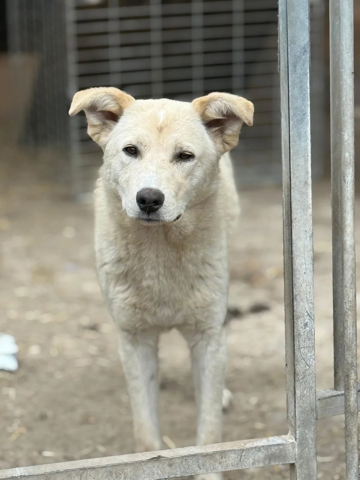 Lida, female young Mixed Breed for adoption at Hope for Future e.V.