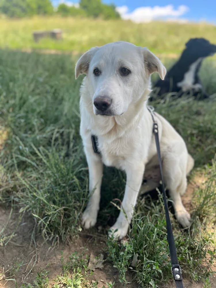 Lobo, young Mixed Breed for adoption at Hope for Future e.V.
