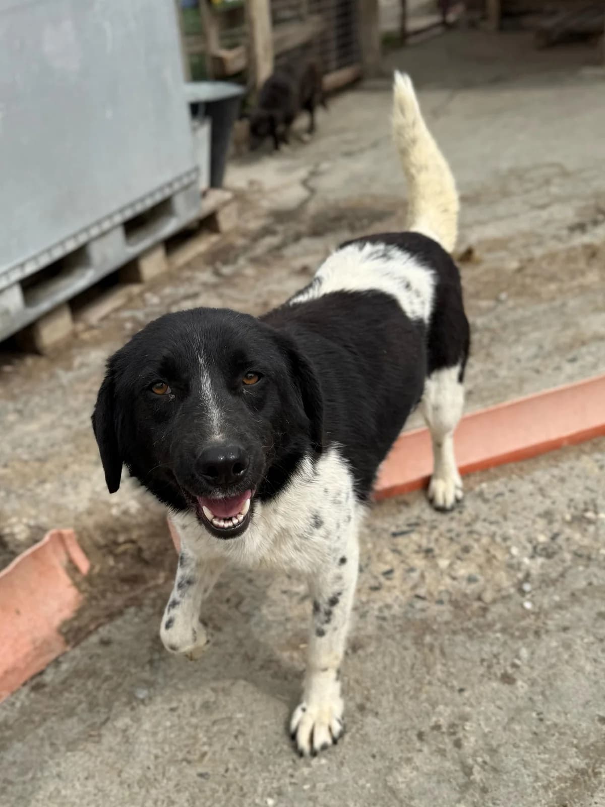 Lolle, female 4yo Mixed Breed for adoption at Hope for Future e.V.