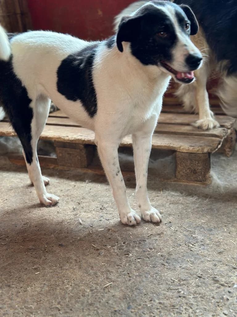 Lotta, female 6yo Mixed Breed for adoption at Hope for Future e.V.