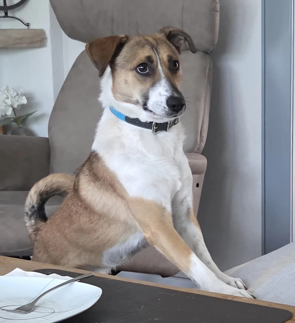 Loui, male young Mixed Breed for adoption at Hope for Future e.V.