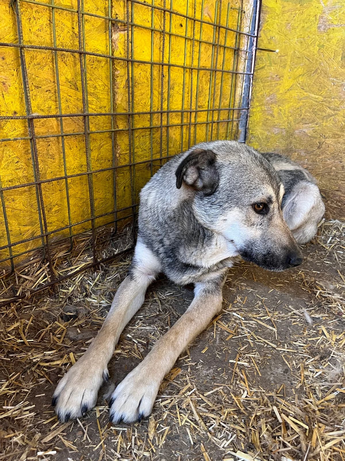 Lukas, male senior Mixed Breed for adoption at Hope for Future e.V.
