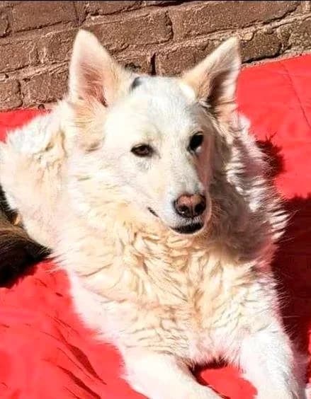 Luna, female 5yo Mixed Breed for adoption at Hope for Future e.V.