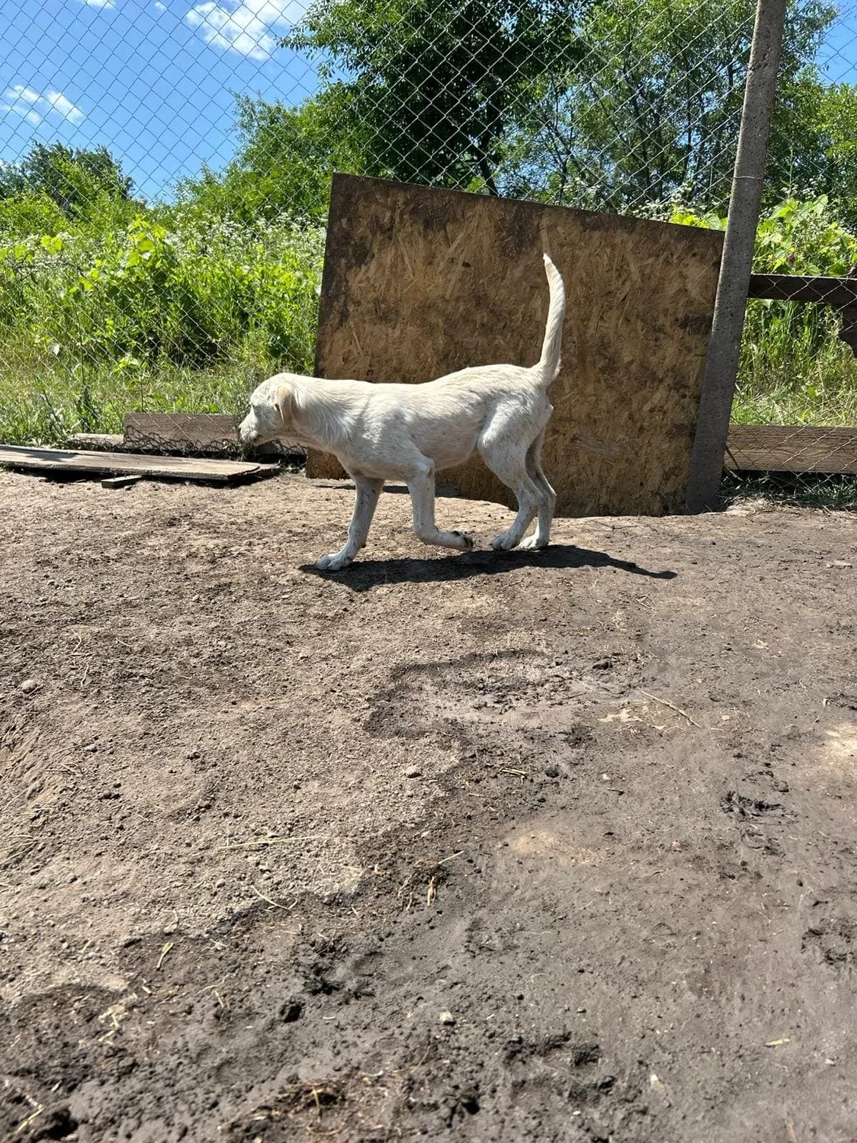 Lupo*ca. 01/2025, ca. 50-55 cm, male young Mixed Breed for adoption at Hope for Future e.V.