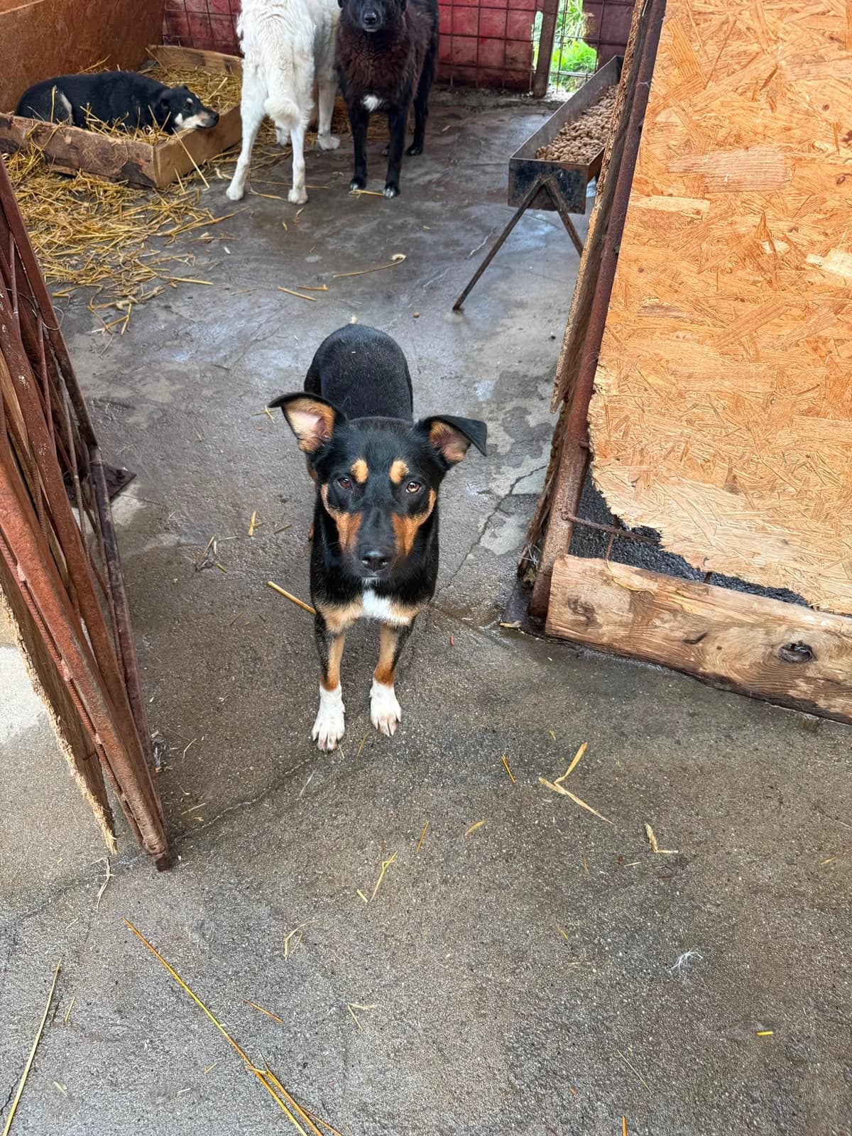 Maisie, female young Mixed Breed for adoption at Hope for Future e.V.