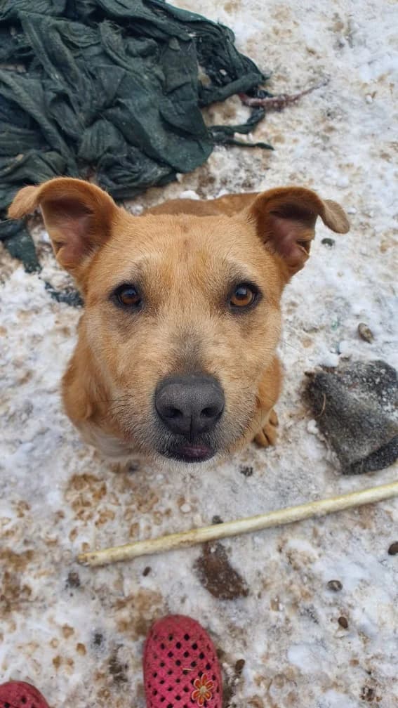 Malinka, female 6yo Mixed Breed for adoption at Hope for Future e.V.