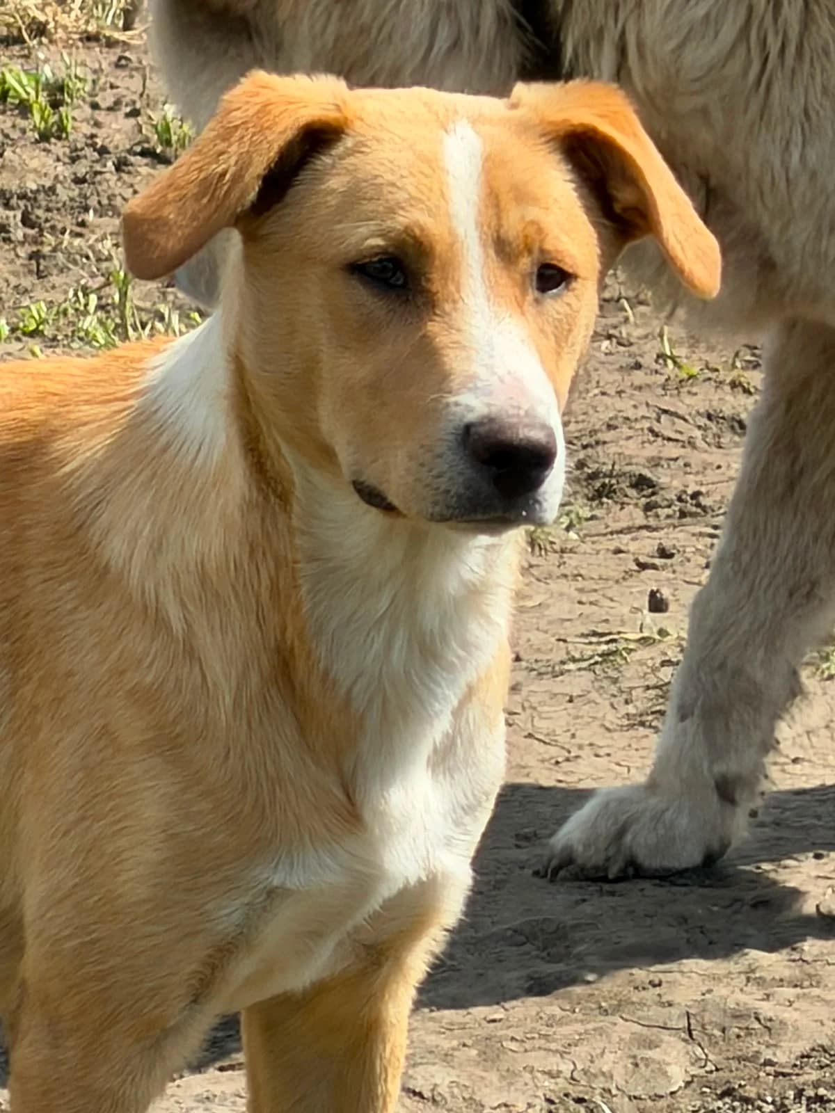 Malta, female puppy Mixed Breed for adoption at Hope for Future e.V.