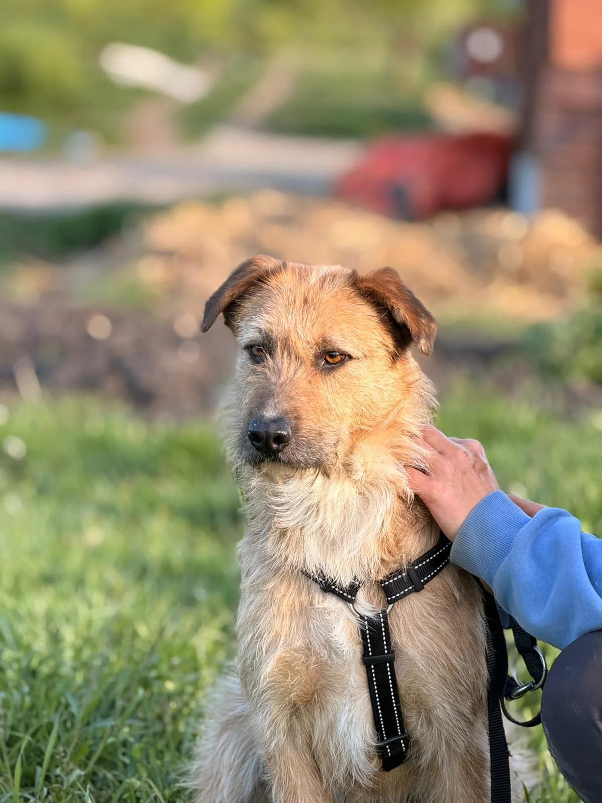 Malu, female 3yo Mixed Breed for adoption at Hope for Future e.V.