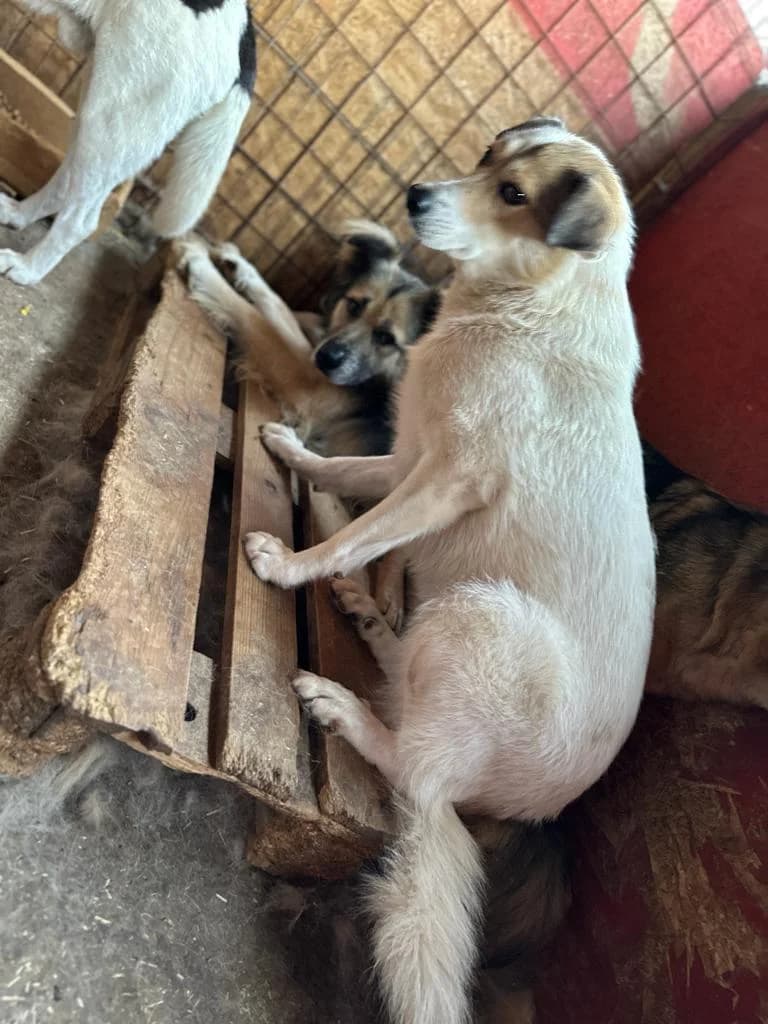 Mancha, female senior Mixed Breed for adoption at Hope for Future e.V.