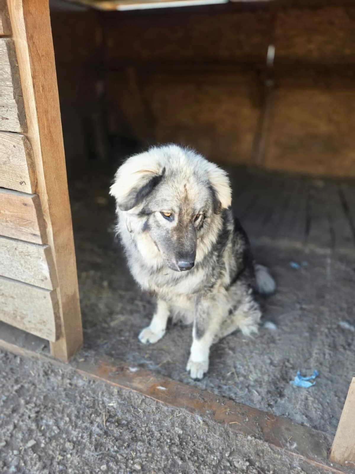 Manja, female young Mixed Breed for adoption at Hope for Future e.V.