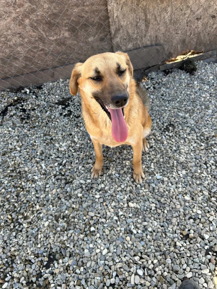 Mari, female young Mixed Breed for adoption at Hope for Future e.V.