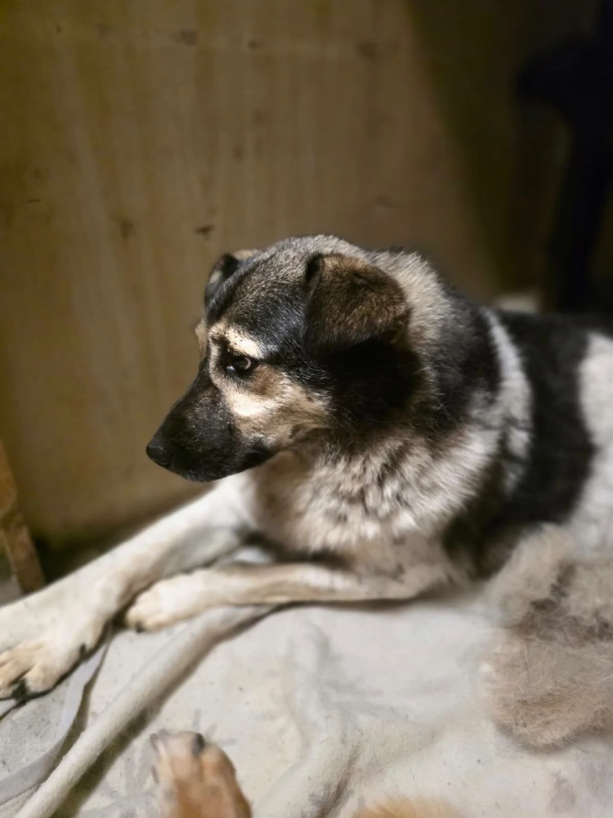 Mario, male 4yo Mixed Breed for adoption at Hope for Future e.V.