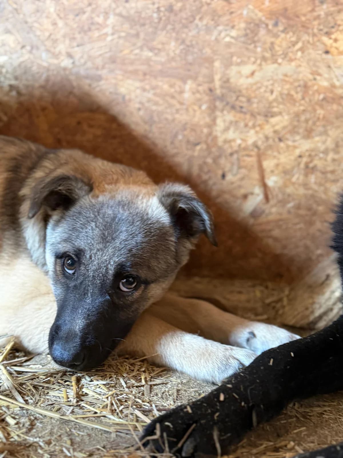 Marisa, female puppy Mixed Breed for adoption at Hope for Future e.V.