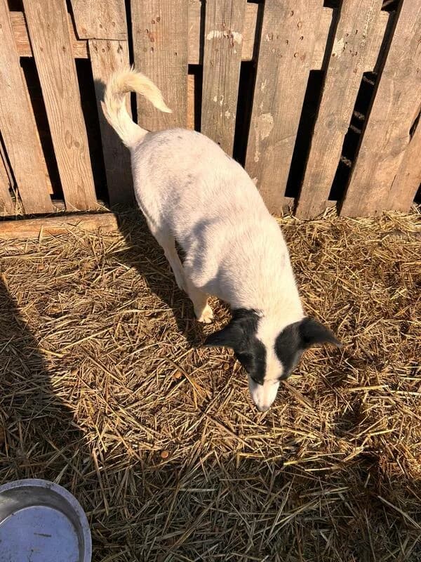 Matea, female young Mixed Breed for adoption at Hope for Future e.V.