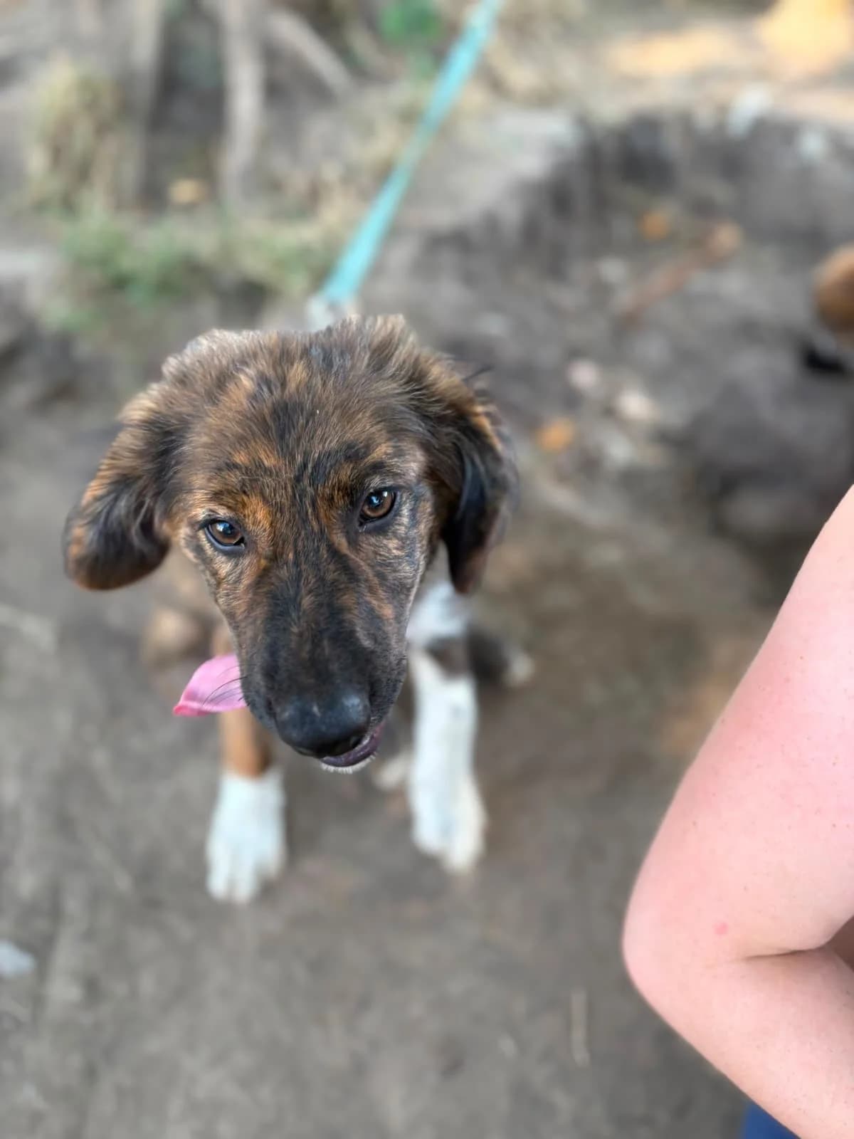 Mavi, male puppy Mixed Breed for adoption at Hope for Future e.V.