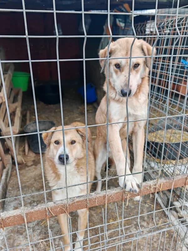 Max & Moritz, male 5yo Mixed Breed for adoption at Hope for Future e.V.