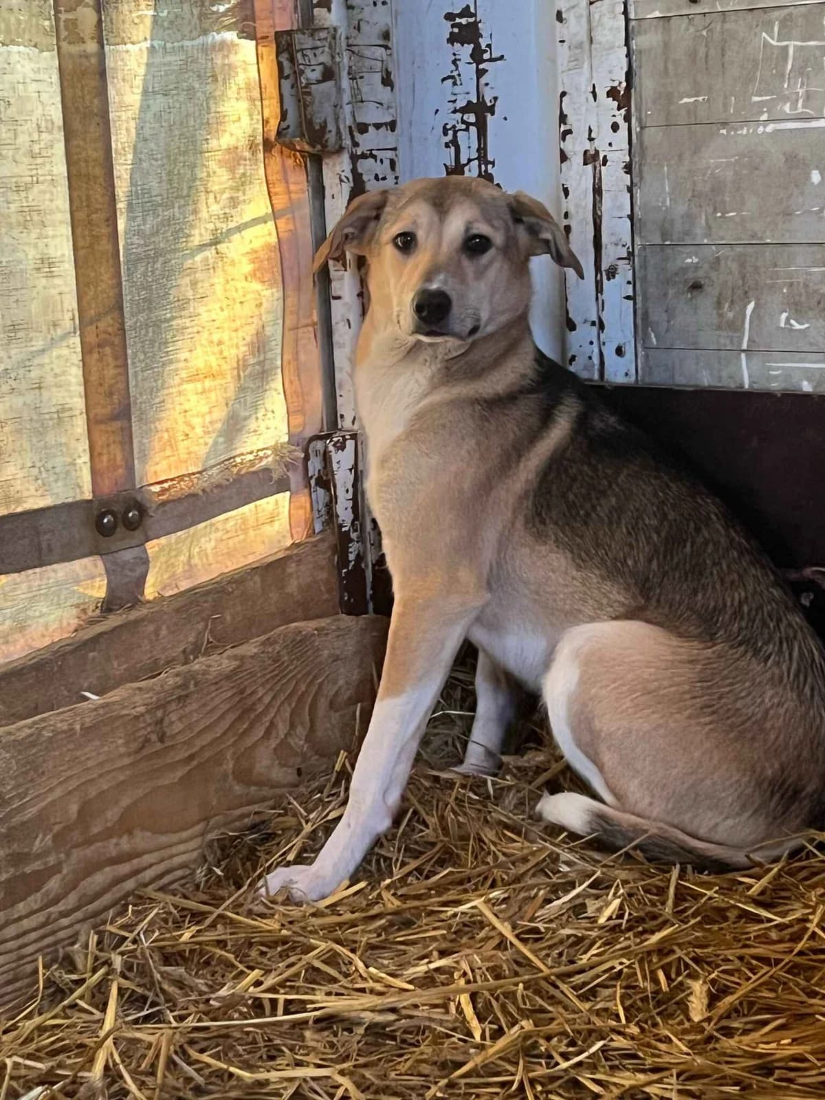 Maze, female young Mixed Breed for adoption at Hope for Future e.V.
