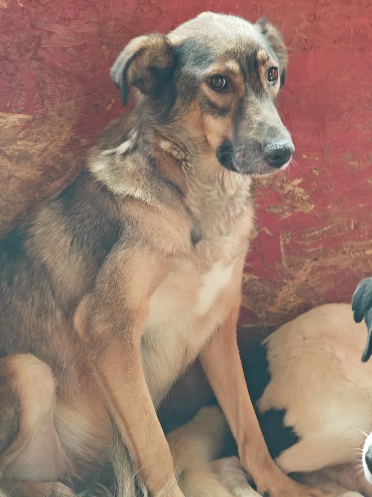 Mela, female senior Mixed Breed for adoption at Hope for Future e.V.