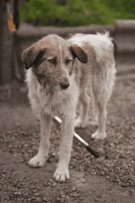 Melissa, female young Mixed Breed for adoption at Hope for Future e.V.
