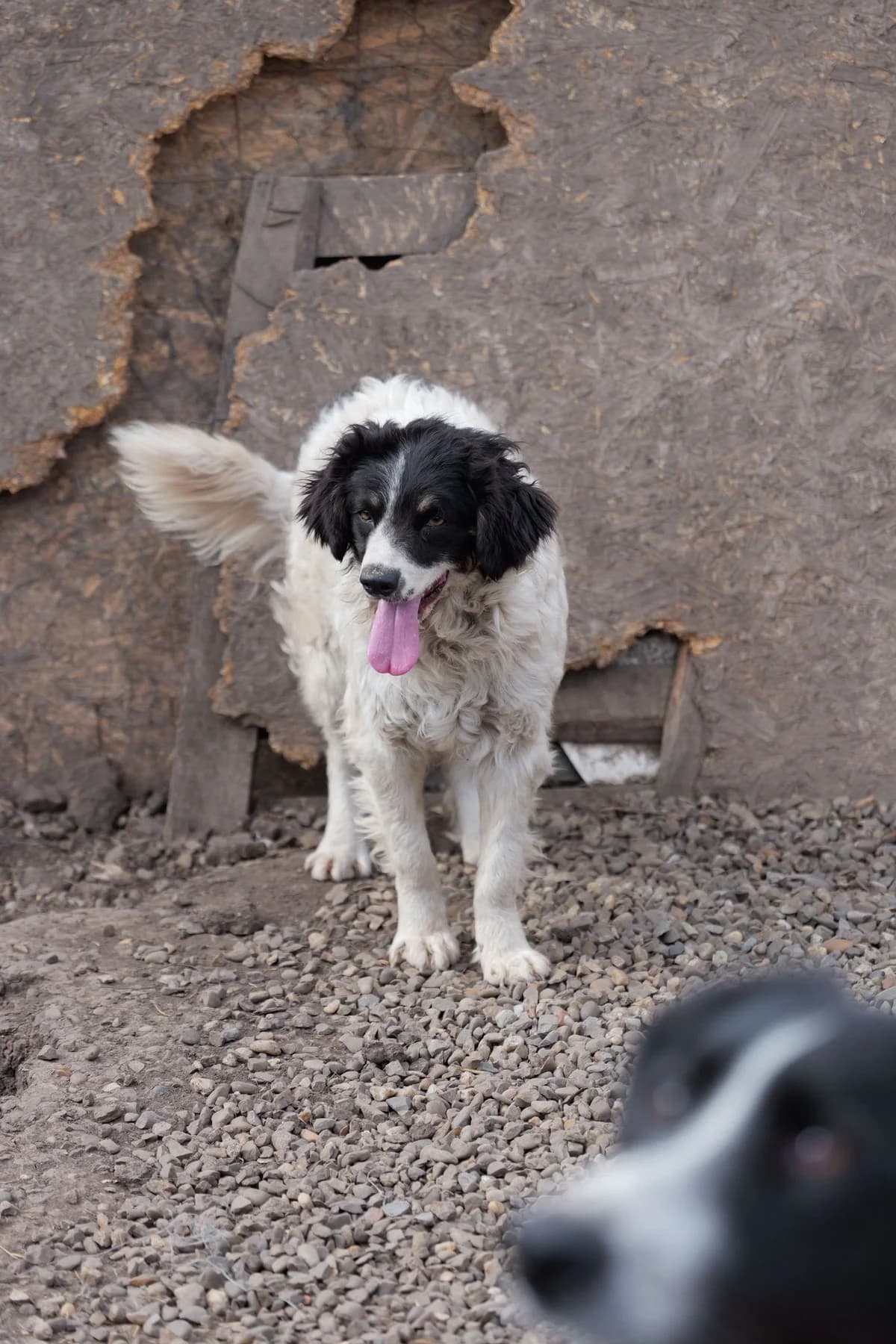 Miki, female young Mixed Breed for adoption at Hope for Future e.V.
