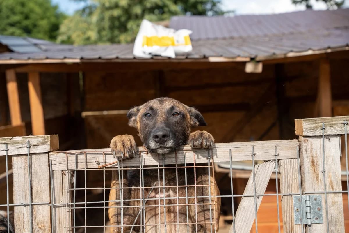 Miles, male 4yo Mixed Breed for adoption at Hope for Future e.V.
