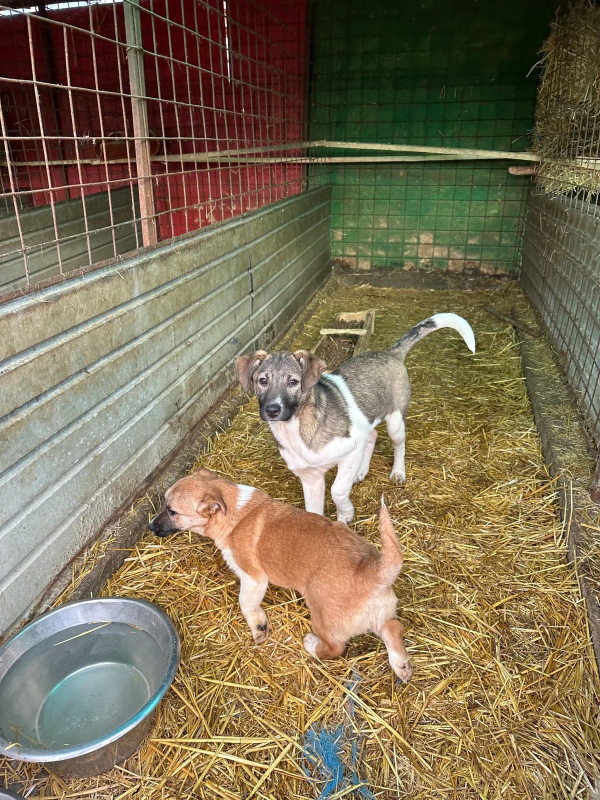 Miriam, female 4yo Mixed Breed for adoption at Hope for Future e.V.