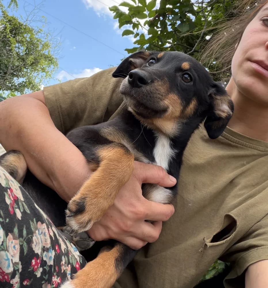 Modica, female puppy Mixed Breed for adoption at Hope for Future e.V.