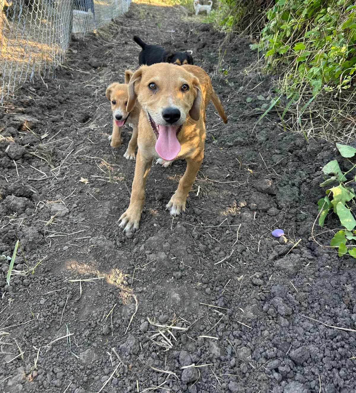 Mugurel* ca. 03/2025, male young Mixed Breed for adoption at Hope for Future e.V.