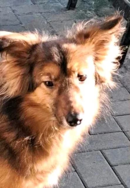 Nala, female 4yo Mixed Breed for adoption at Hope for Future e.V.