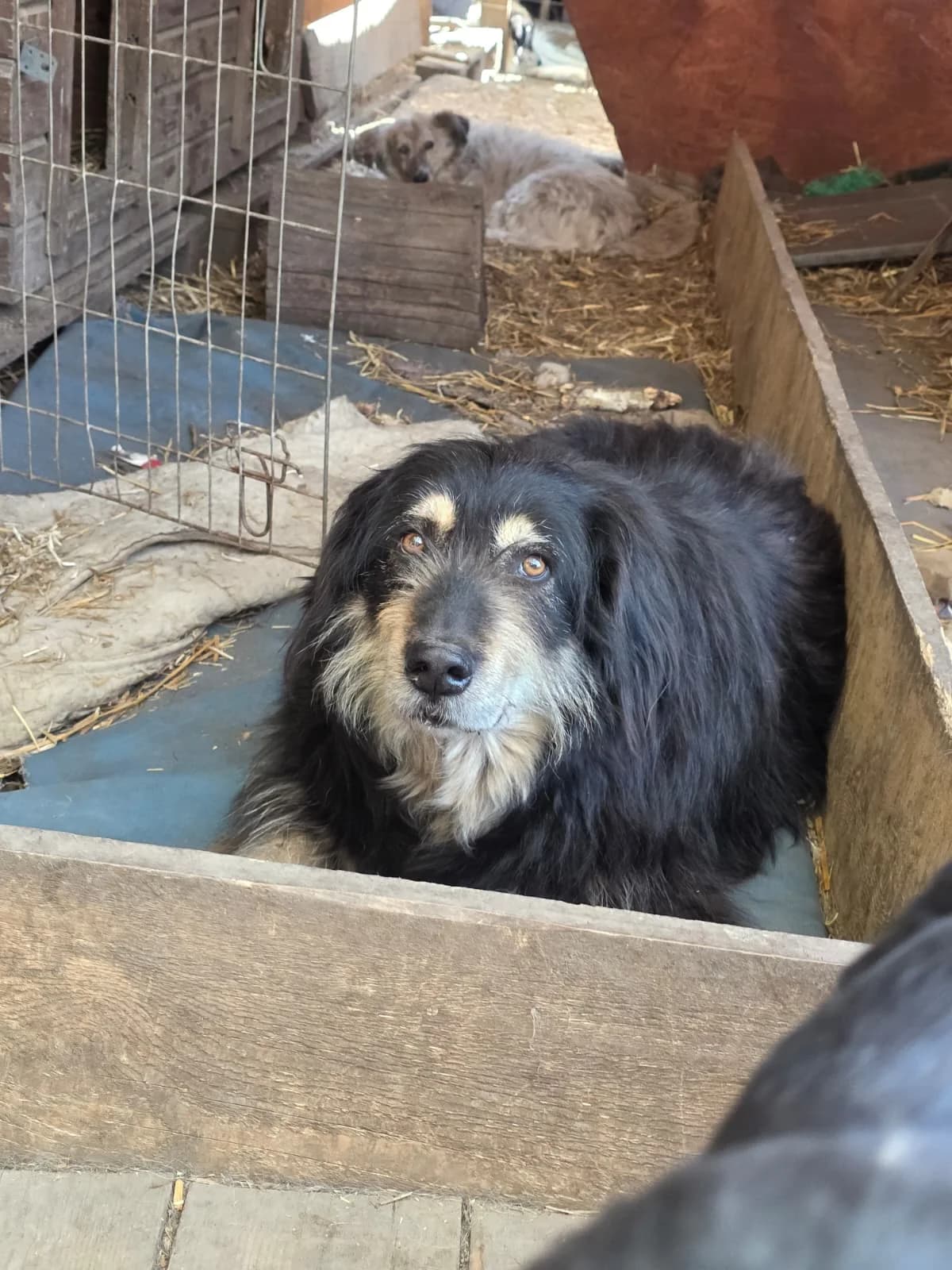Negruti, male senior Mixed Breed for adoption at Hope for Future e.V.