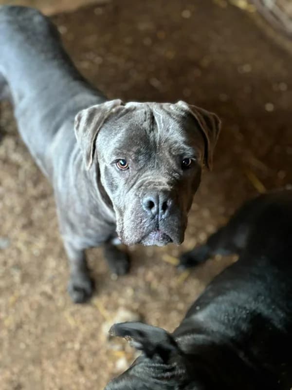 Nero, grau young Mixed Breed for adoption at Hope for Future e.V.