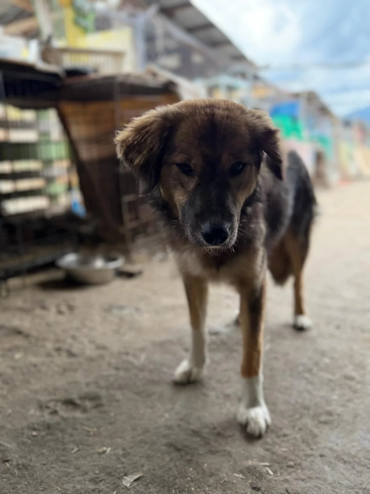 Ninette, female young Mixed Breed for adoption at Hope for Future e.V.