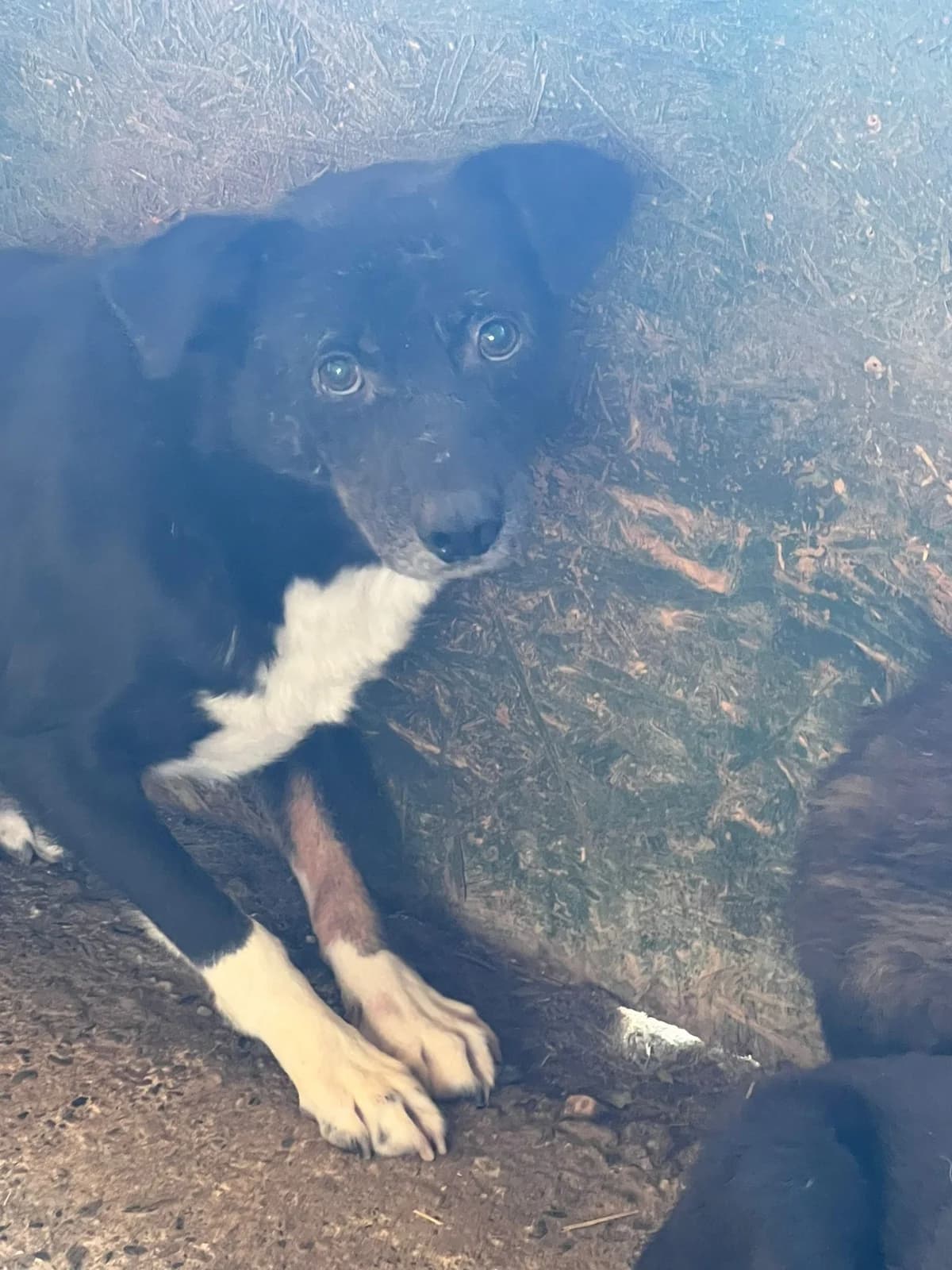 Noir, male senior Mixed Breed for adoption at Hope for Future e.V.