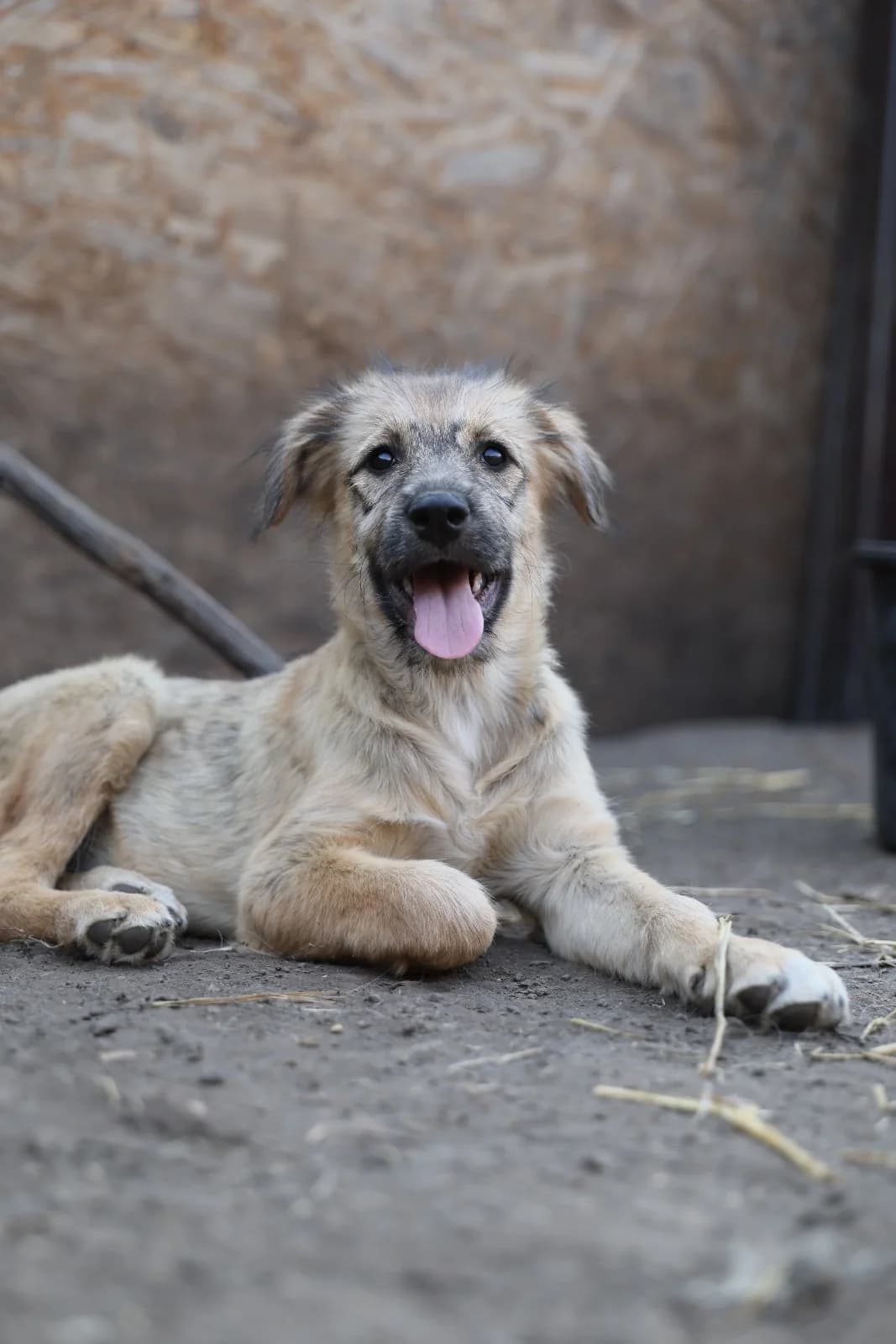 Nugget, male puppy Mixed Breed for adoption at Hope for Future e.V.