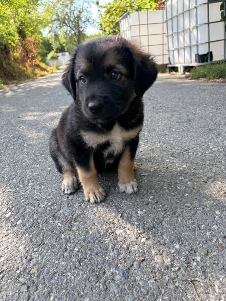 Oakley, male puppy Mixed Breed for adoption at Hope for Future e.V.