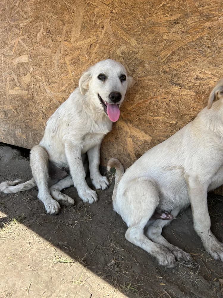 Oskar*ca. 01/2025, ca. 50-55 cm, male young Mixed Breed for adoption at Hope for Future e.V.
