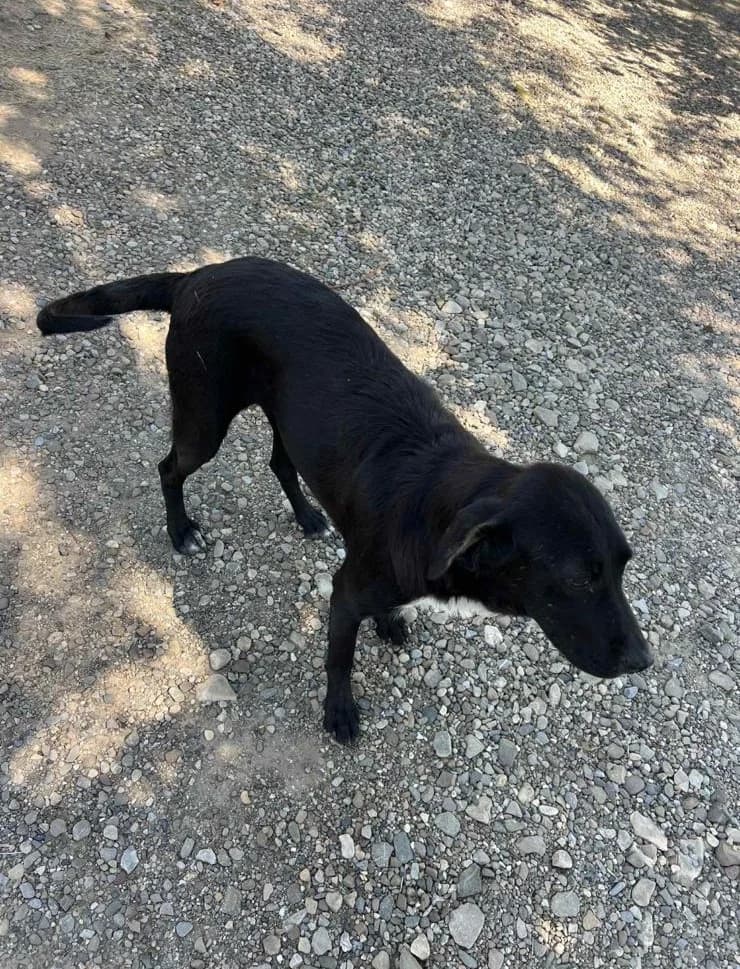 Padua, female 4yo Mixed Breed for adoption at Hope for Future e.V.