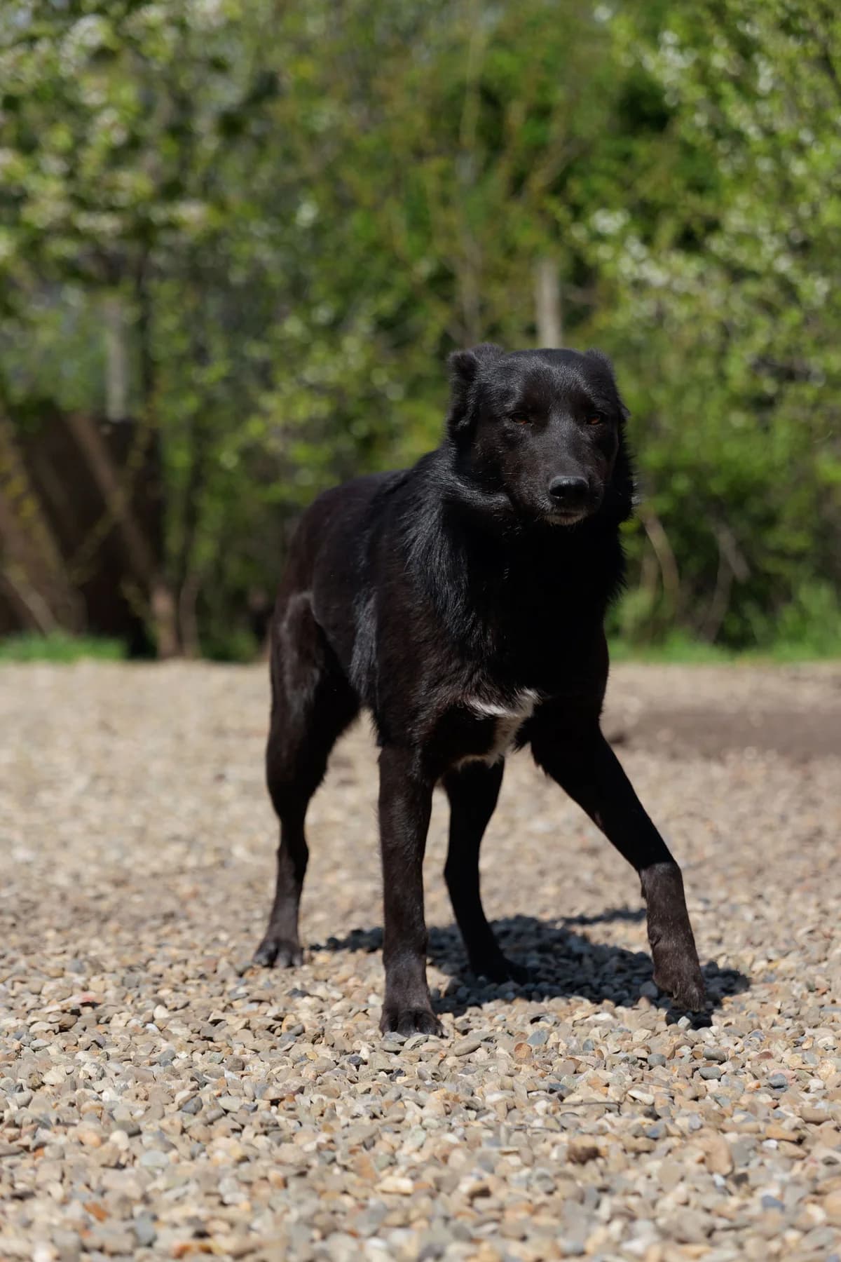 Paula, female 3yo Mixed Breed for adoption at Hope for Future e.V.