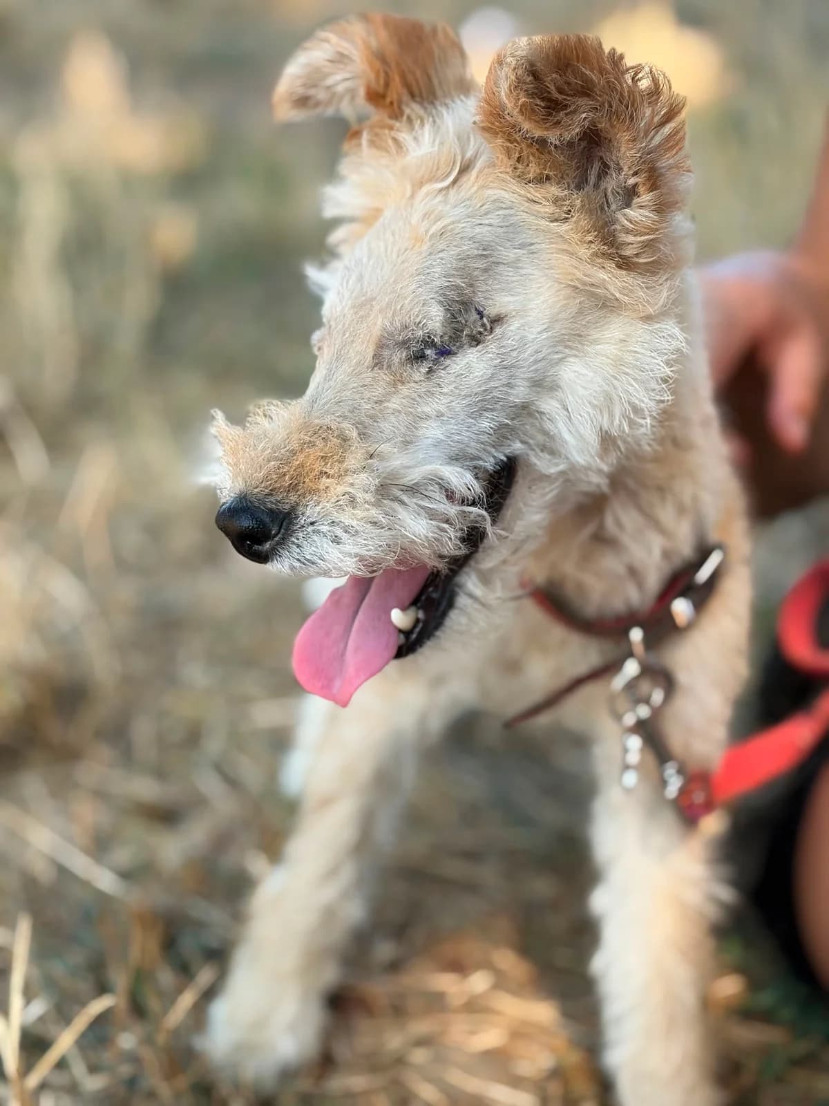 Peggy, female 5yo Mixed Breed for adoption at Hope for Future e.V.