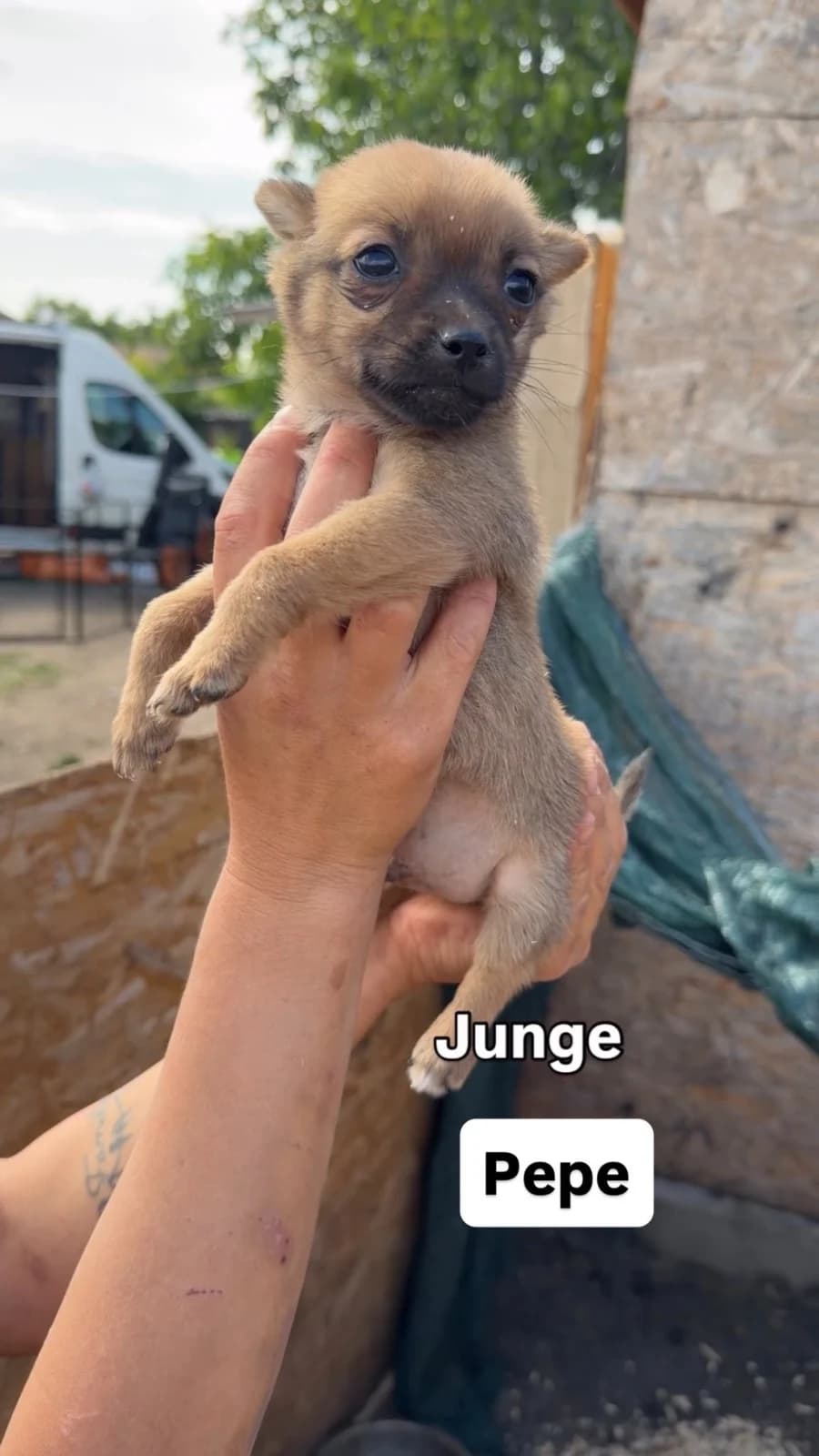 Pepe, male puppy Mixed Breed for adoption at Hope for Future e.V.