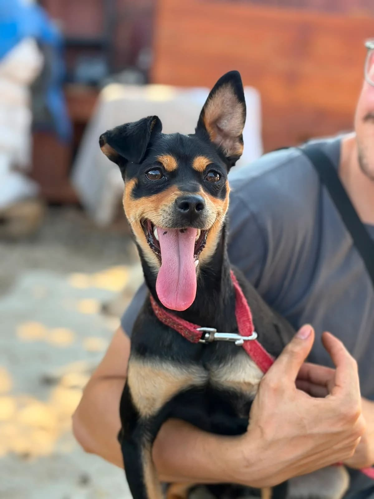 Pink, female 4yo Mixed Breed for adoption at Hope for Future e.V.