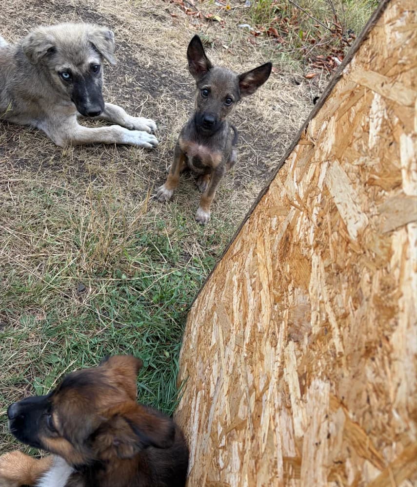 Pippo, male puppy Mixed Breed for adoption at Hope for Future e.V.